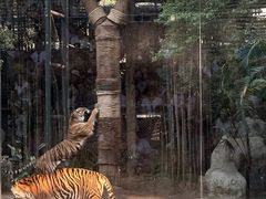 -清迈夜间动物园