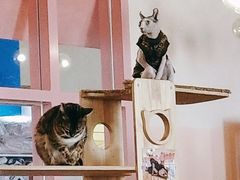 -喵匠猫主题咖啡(凯德和平广场店)