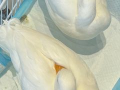 -怪兽屋·羊驼·猫咖·狗咖(俊华广场店)