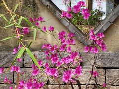 -厦门园林博览苑