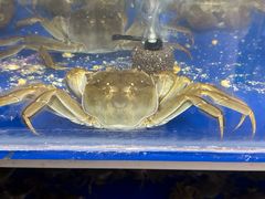 -阳澄湖大闸蟹·琼灵阁牌品牌连锁(吴中总店)