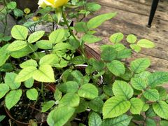 -新竹里馆·花园餐厅(兴苑路店)