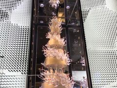 -BLACKSWAN黑天鹅(环球店)