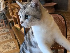 -猫猫幼稚园·撸猫·桌游·电玩