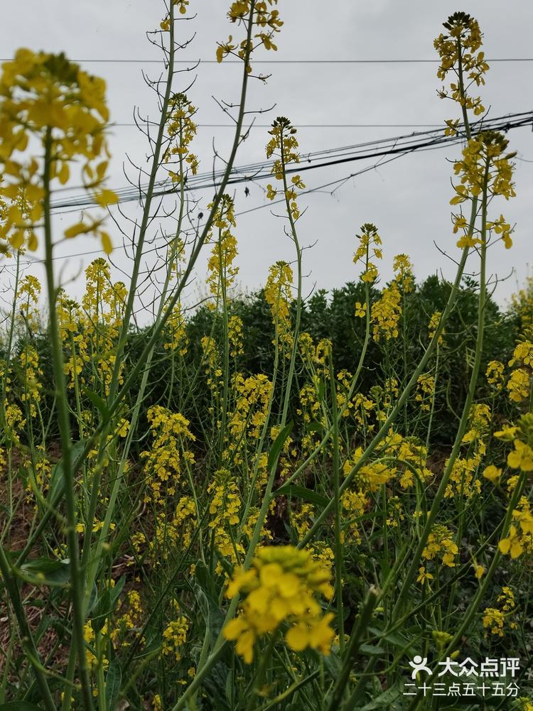 2024最后的油菜花所剩不多啦