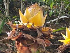 -广州白江湖森林公园