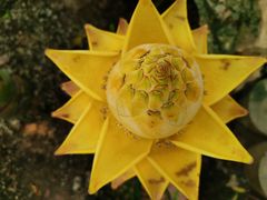 -华南国家植物园-售票处