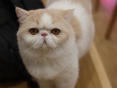 -滚猫咖啡·猫咖·猫友好撸猫(未来城店)