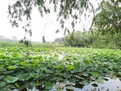 -前关湿地公园