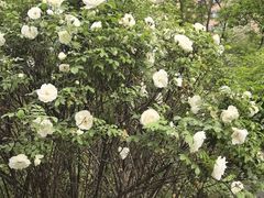 -碑林公园