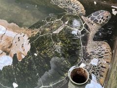 -硇洲岛旅游区