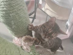 -70cat德文卷毛猫·缅因猫纯种猫舍