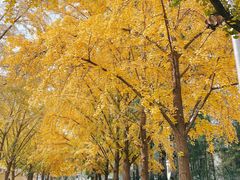 -三里屯东五街银杏大道
