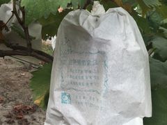 -马陆小张葡萄园农家乐