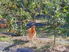 -尚果生态采摘园