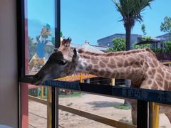 -西霞口神雕山野生动物世界