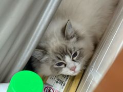 -艾贝尔宠物医院·宠保定点·超声绝育·免疫点(樱花路店)