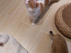 -momokira米努特·德文卷毛猫·棉花面纱犬