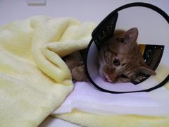 -关爱宠物医院·猫科中心·消化科(滨湖万达分院)