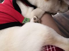 -豆柴町-柴犬主题狗咖(红鼎国际C座店)