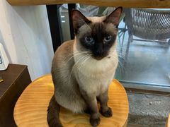 -李小姐の猫咖啡馆(五角场店)
