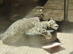 -青藏高原野生动物园