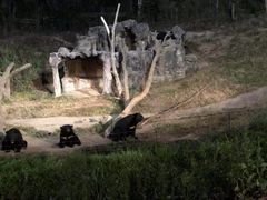 -清迈夜间动物园