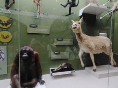 -国家自然博物馆