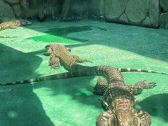 -贵州森林野生动物园