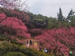 -重庆彩云湖湿地公园