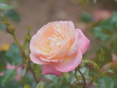 -人民公园(罗湖区)