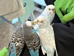 -怪兽屋·羊驼·猫咖·狗咖(俊华广场店)