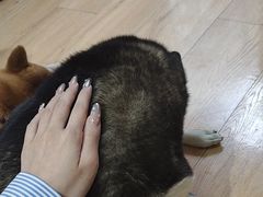 -是阿柴呀！柴犬咖啡·爱喵喵猫咖