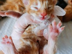 -70cat德文卷毛猫·缅因猫纯种猫舍
