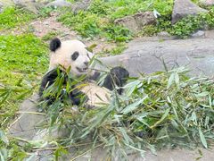 -都江堰中华大熊猫苑
