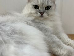 -李小姐の猫咖啡馆(五角场店)
