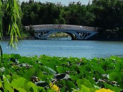 -大兴滨河森林公园