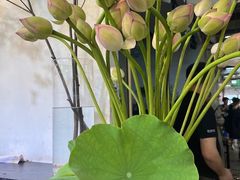 -双季花艺园艺市场(浦东店)