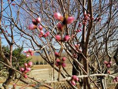 -北京西山国家森林公园