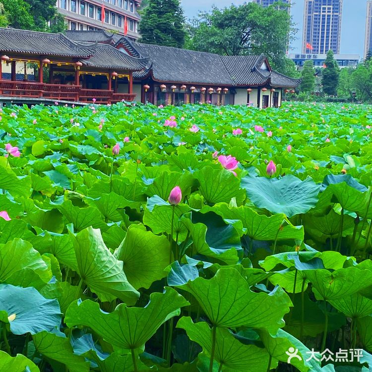 乐山拍照圣地｜荷花味的夏天☀️