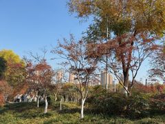 -青枫公园