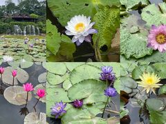 -中国科学院西双版纳热带植物园