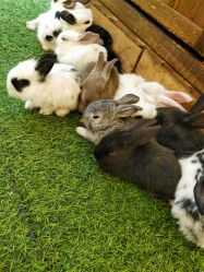 -萌宠亲子动物乐园(槐房万达店)