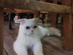 -more than meow吴止猫主题餐厅(承德 中船汇店)