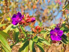 -广州市流溪河国家森林公园