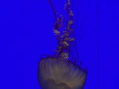 -上海海洋水族馆