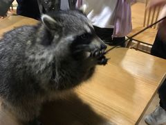 -藦茜花园宠物主题亲子互动体验馆(国顺东路店)
