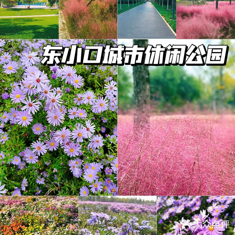 北京花海🌺金秋十月赏花攻略㊙️