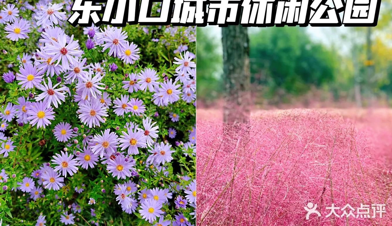 北京花海🌺金秋十月赏花攻略㊙️