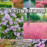 北京花海🌺金秋十月赏花攻略㊙️